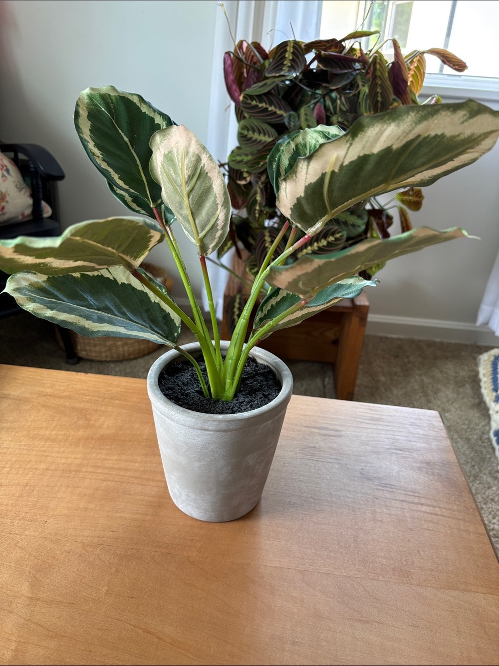 Faux Variegated Calathea Potted Plant - Green and Cream Hearth and Hand